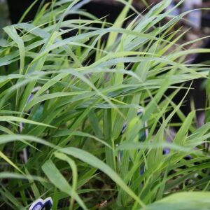 Japanese Forest Grass, Hakone Grass