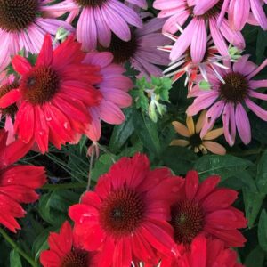Sombrero® Salsa Red Coneflower