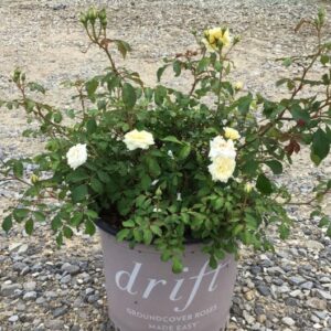 White Drift® Rose