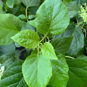 Mophead Hydrangea, Annabelle Hydrangea