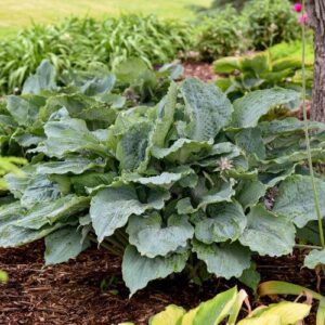 PW® Shadowland® Diamond Lake Hosta