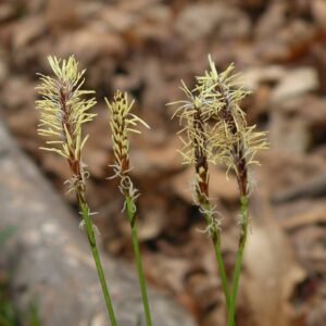 Pennsylvania Sedge