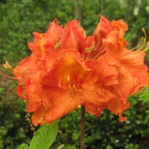 Gibraltar Azalea