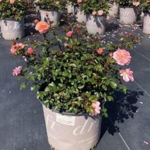 Apricot Drift® Rose