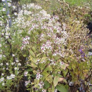 White Wood Aster