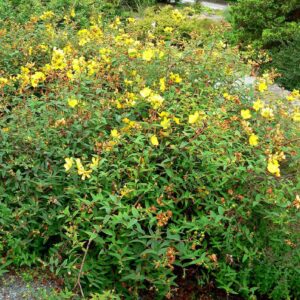 Hidcote St. John's Wort
