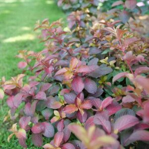 Midnight Sun™ Weigela