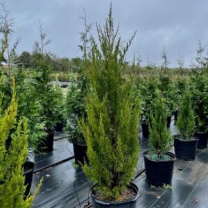 Spartan Chinese Juniper