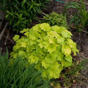 Guacamole Heuchera