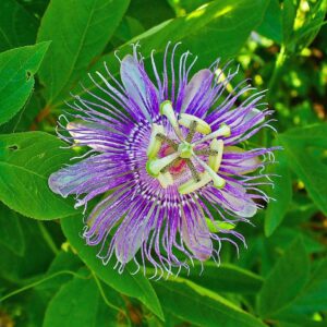 Passion Flower, Maypop