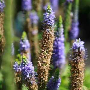 Royal Candles Speedwell