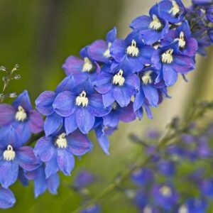 Guardian Blue Delphinium