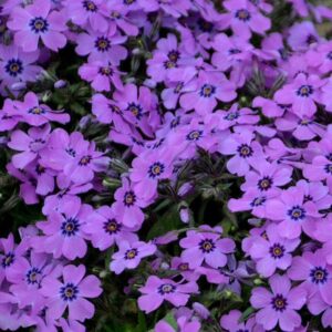 Eye Shadow Creeping Phlox