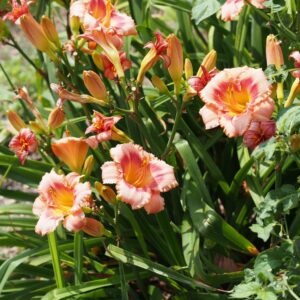 Strawberry Candy Daylily