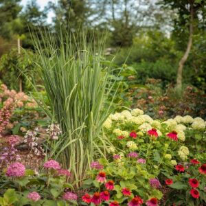 Prairie Winds® Totem Pole Switch Grass