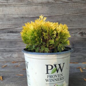 Anna's Magic Ball® Arborvitae