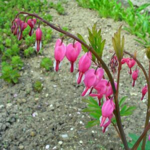 Asian Bleeding Heart