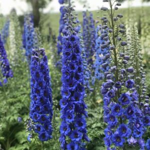 New Millennium™ Blue Buccaneers Delphinium