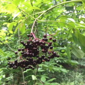 York Elderberry
