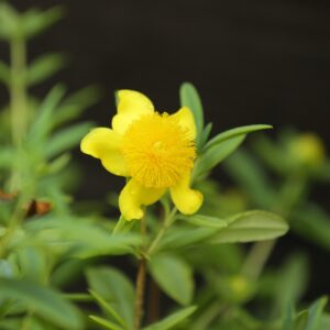 Sunburst St. John's Wort