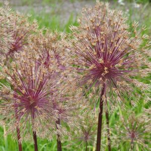 Globemaster Ornamental Onion