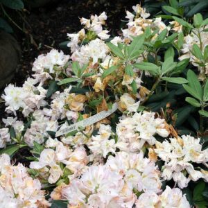 White Catawba Rhododendron