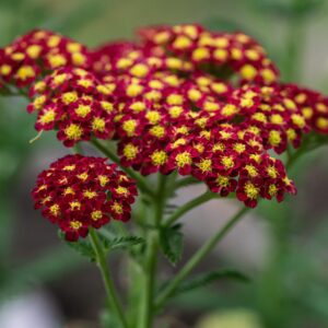 Strawberry Seduction Yarrow