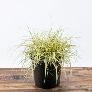 Evergold Variegated Sedge