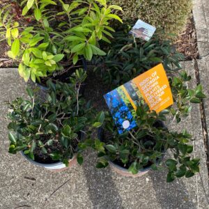 Burning Love™ Leucothoe