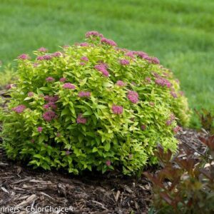 Double Play® Gold Spirea