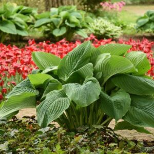 PW® Shadowland® Empress Wu Hosta