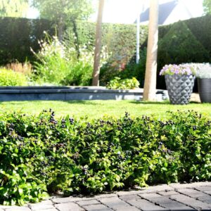 Bushel and Berry® BerryBux® Blueberry