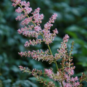 Hennie Graafland Star Astilbe