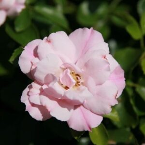 Flower Carpet® Appleblossom Rose