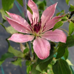 Sarah Elizabeth™ Clematis