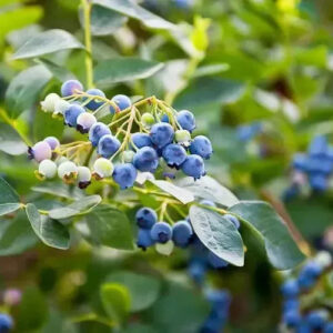 Earliblue Highbush Blueberry