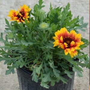 Spintop™ Red Starburst Blanket Flower
