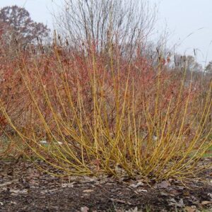 PW® Arctic Fire® Yellow Twig Dogwood