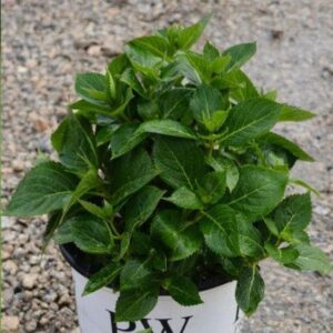 Let's Dance® Can Do!® Hydrangea