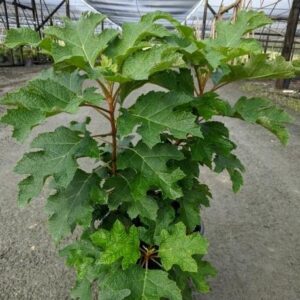 First Editions® Jetstream Oakleaf Hydrangea