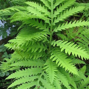 Royal Fern