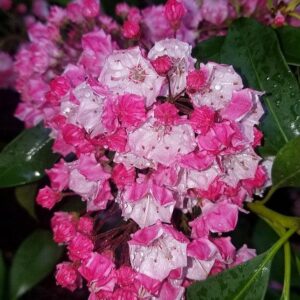 Carol Mountain Laurel