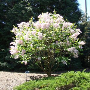 Maiden's Blush Lilac
