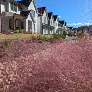 Pink Muhly Grass