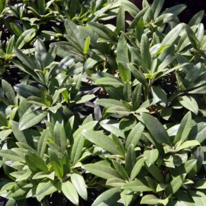 Chionoides Rhododendron