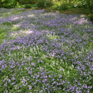 Sherwood Purple Creeping Phlox