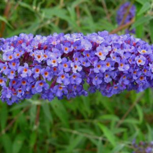 Nanho Blue Butterfly Bush