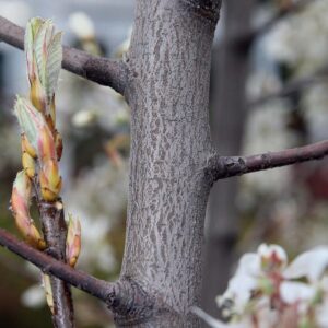 Autumn Brilliance Apple Serviceberry