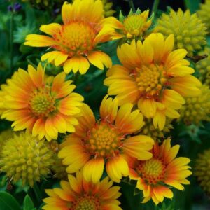 Arizona Apricot Blanket Flower