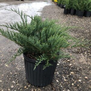 Grey Owl Juniper